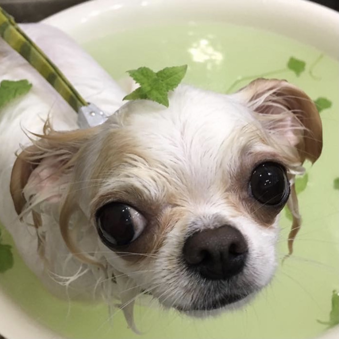 冷やしわんこおふろ